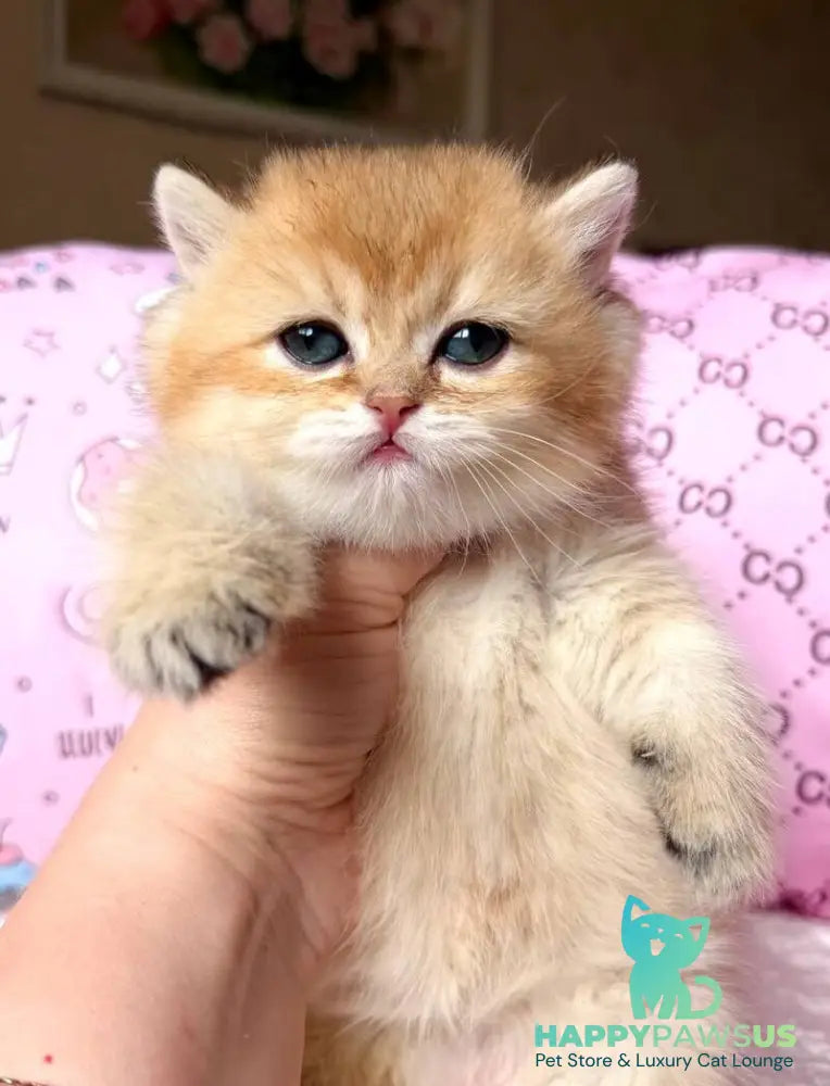 Bonya British Shorthair female black golden shaded - live animals