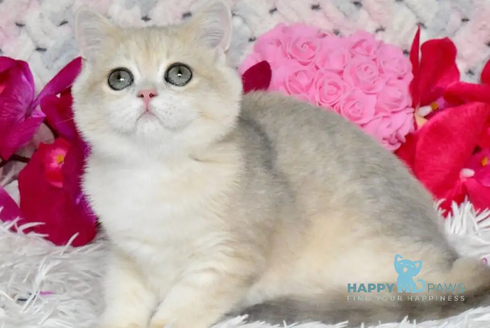 Bonya British Shorthair female blue golden chinchilla live animals