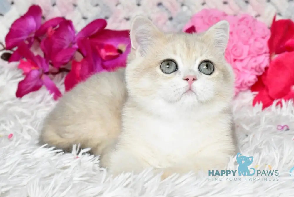 Bonya British Shorthair female blue golden chinchilla live animals