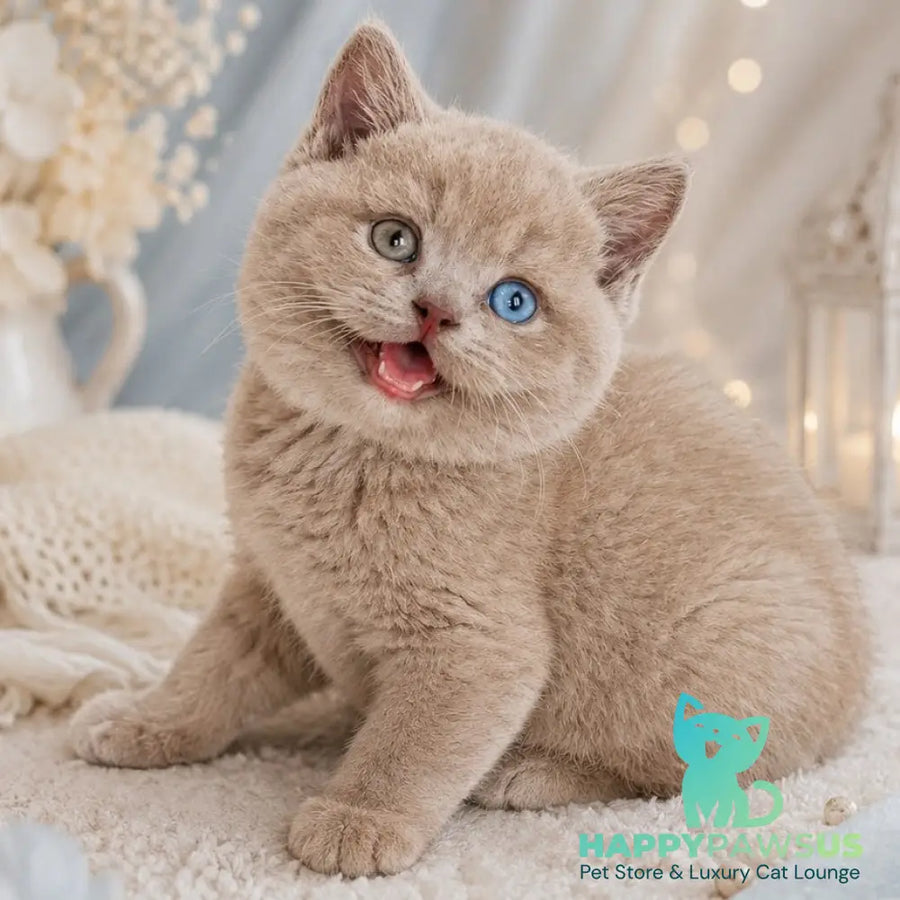 Bonya British Shorthair female fawn with white - live animals