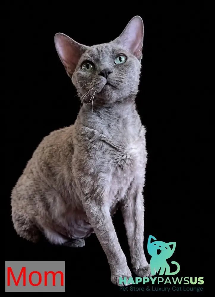 Bonya Devon Rex female red spotted tabby - live animals