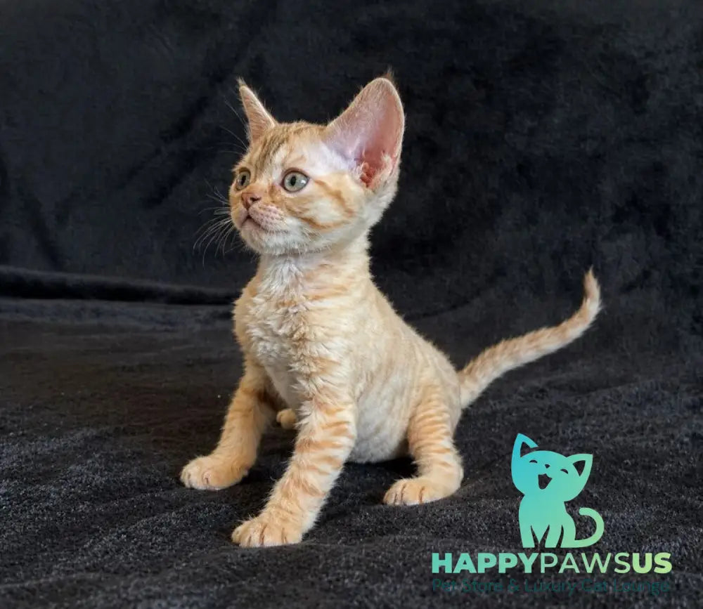 Bonya Devon Rex female red spotted tabby - live animals