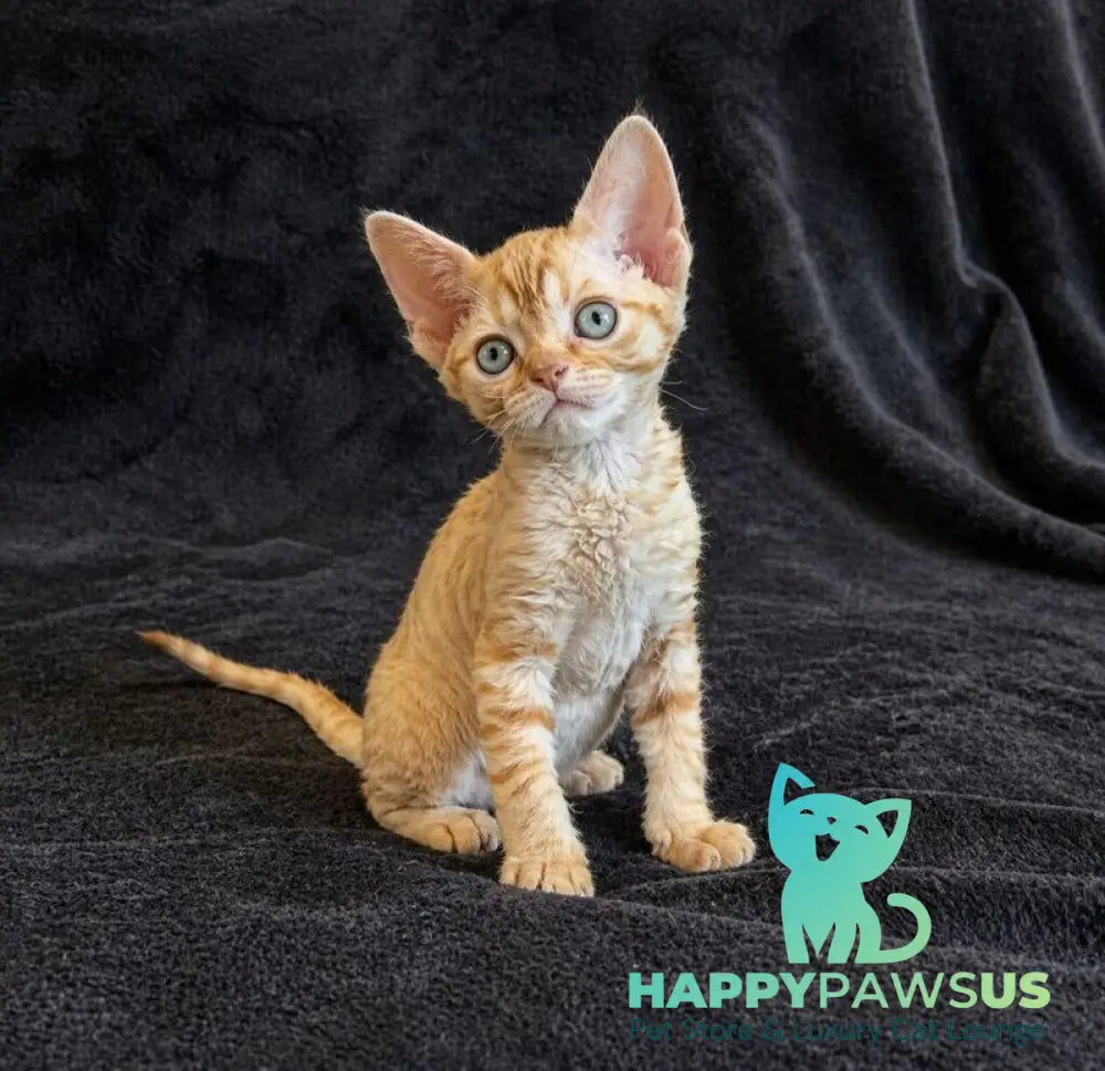 Bonya Devon Rex female red spotted tabby - live animals