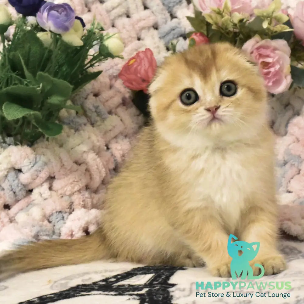Bonya Scottish Fold female black golden shaded - live animals