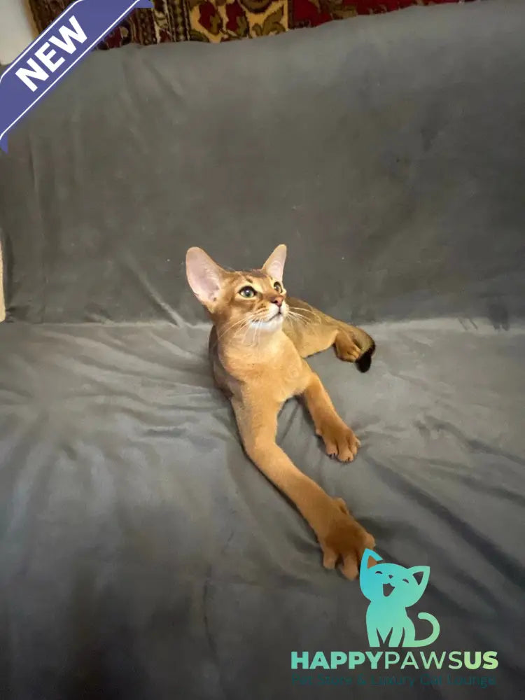 Boomer Abyssinian male black - live animals