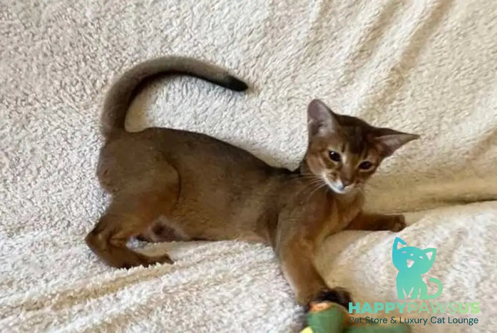 Boomer Abyssinian male black - live animals