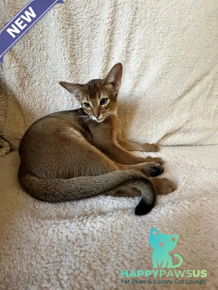 Boomer Abyssinian male black - live animals