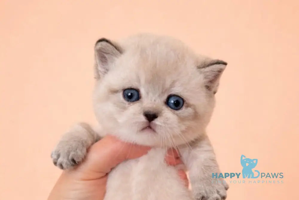 Boomer Munchkin male black tabby pointed live animals