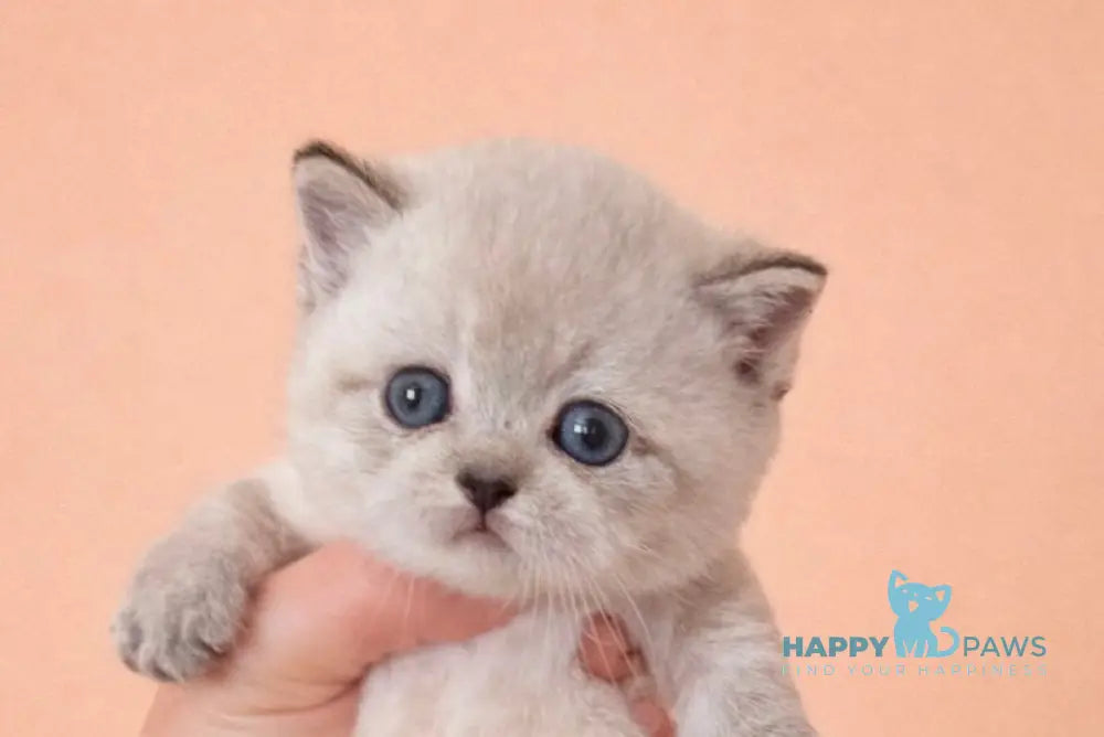 Boomer Munchkin male black tabby pointed live animals