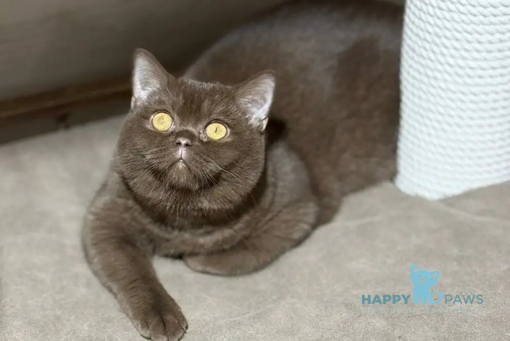 Bootsman British Shorthair male chocolate bicolour live animals