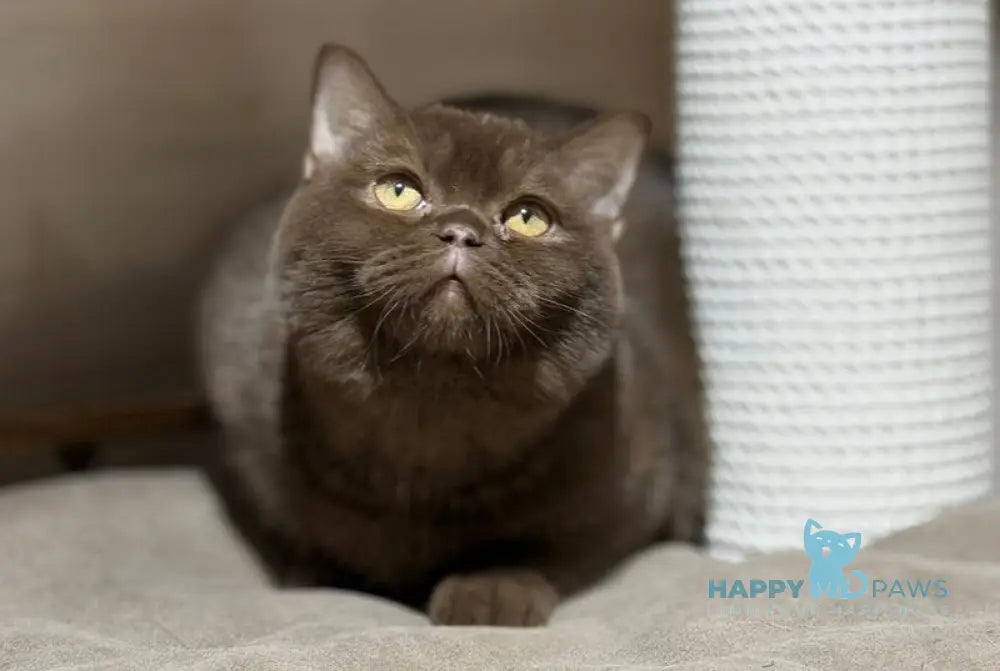 Bootsman British Shorthair male chocolate bicolour live animals