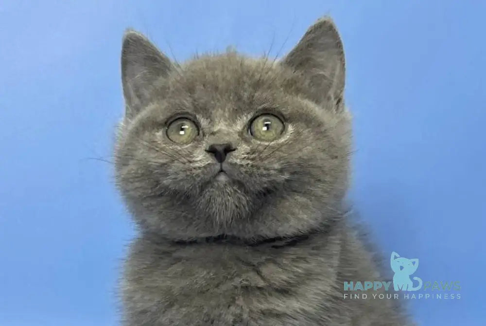 Boris British Shorthair male blue live animals