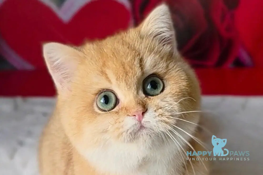 Boris British Shorthair male chocolate golden chinchilla live animals