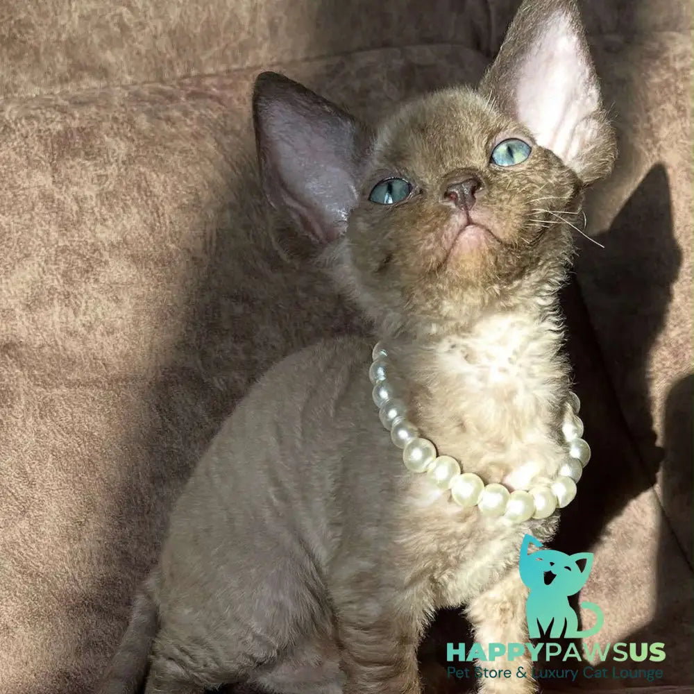 Boris Devon Rex female chocolate pointed - live animals
