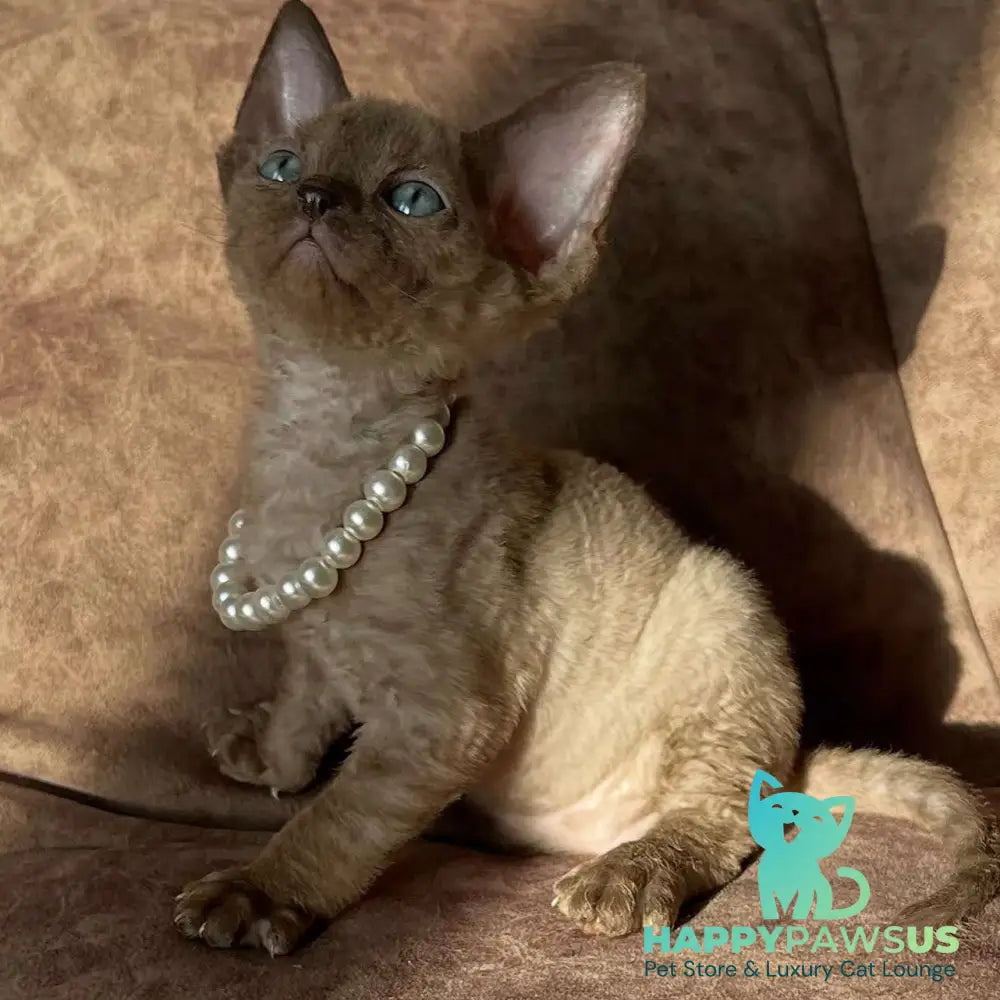 Boris Devon Rex female chocolate pointed - live animals