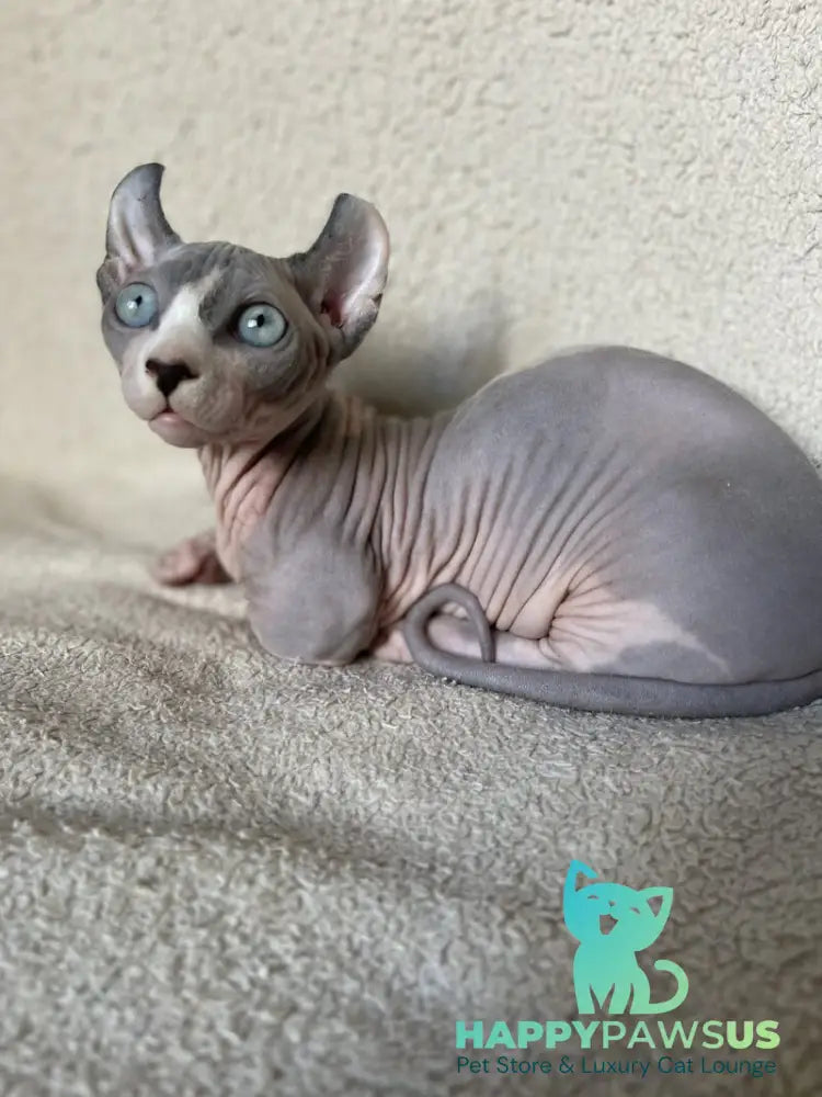 Boris Dwelf male blue bicolour - live animals