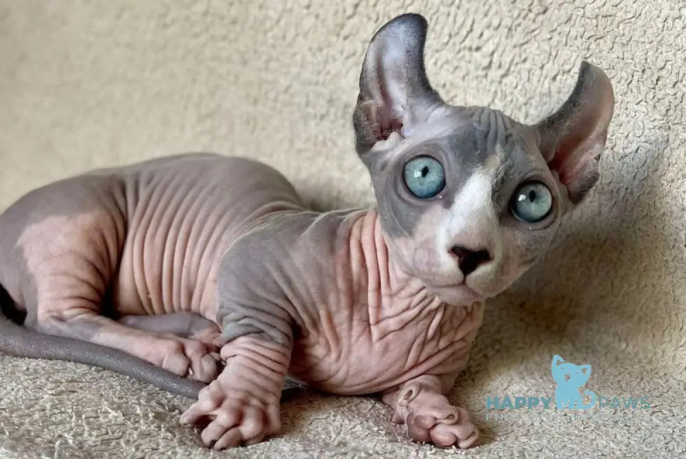 Boris Dwelf male blue bicolour - live animals