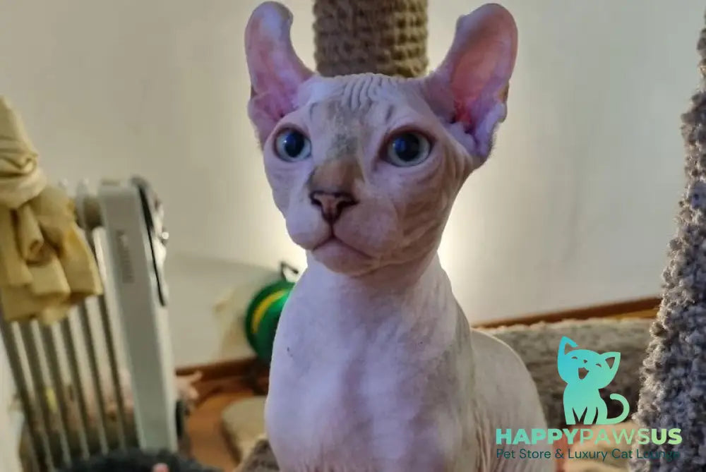 Boris Elf male chocolate tabby bicolour pointed live animals