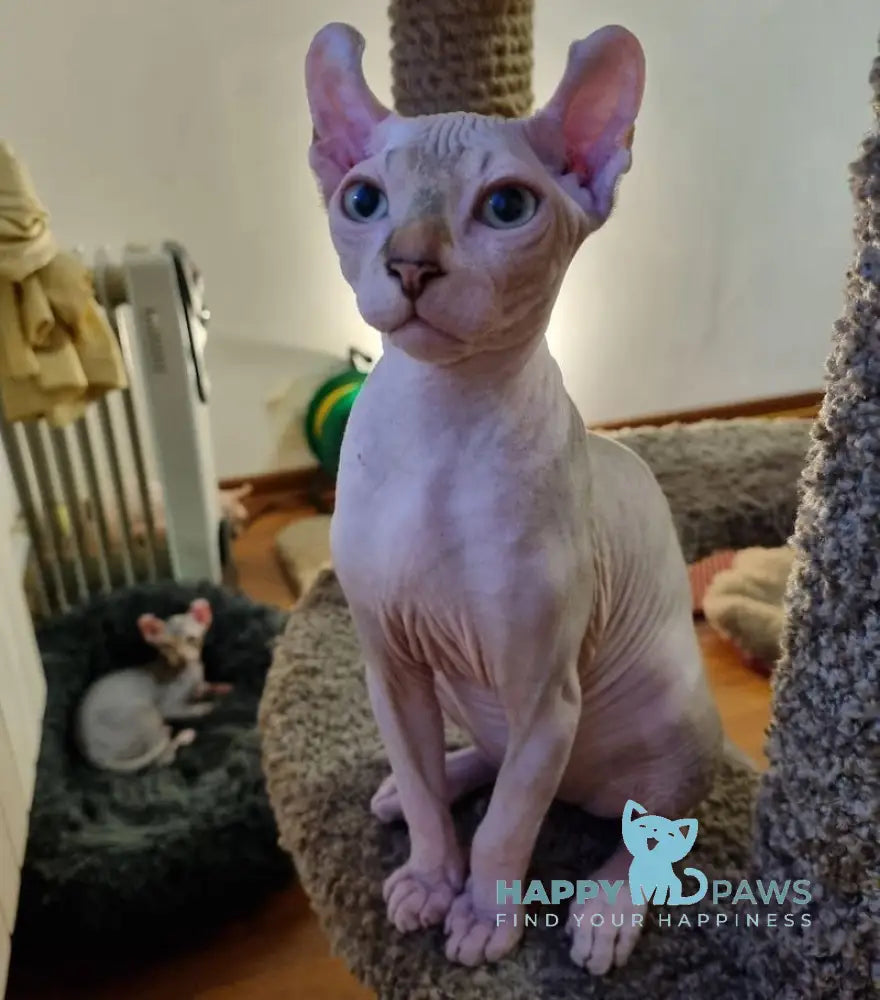 Boris Elf male chocolate tabby bicolour pointed live animals