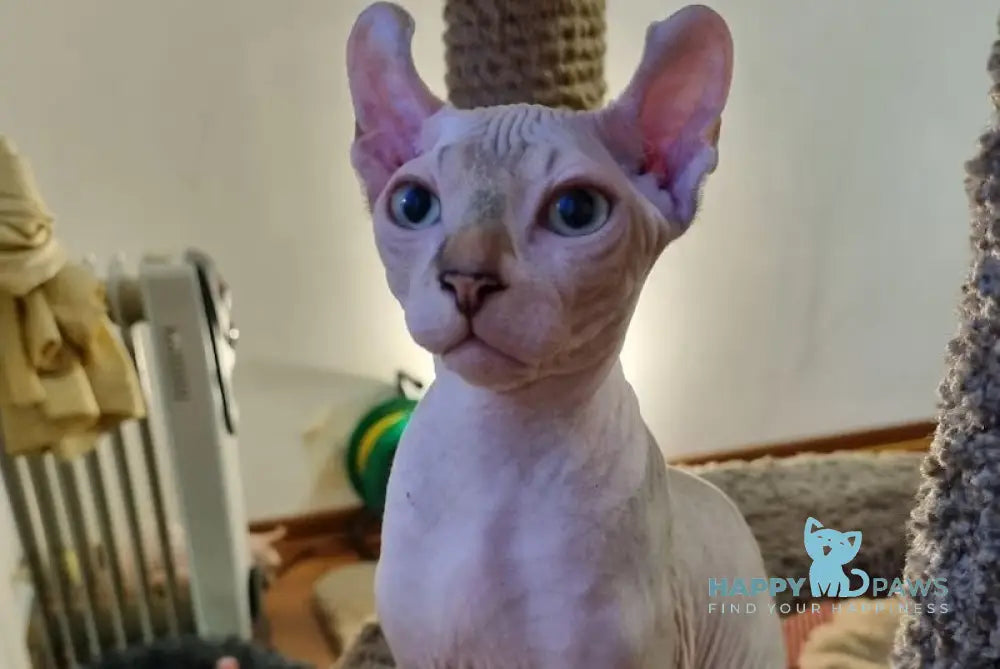 Boris Elf male chocolate tabby bicolour pointed live animals