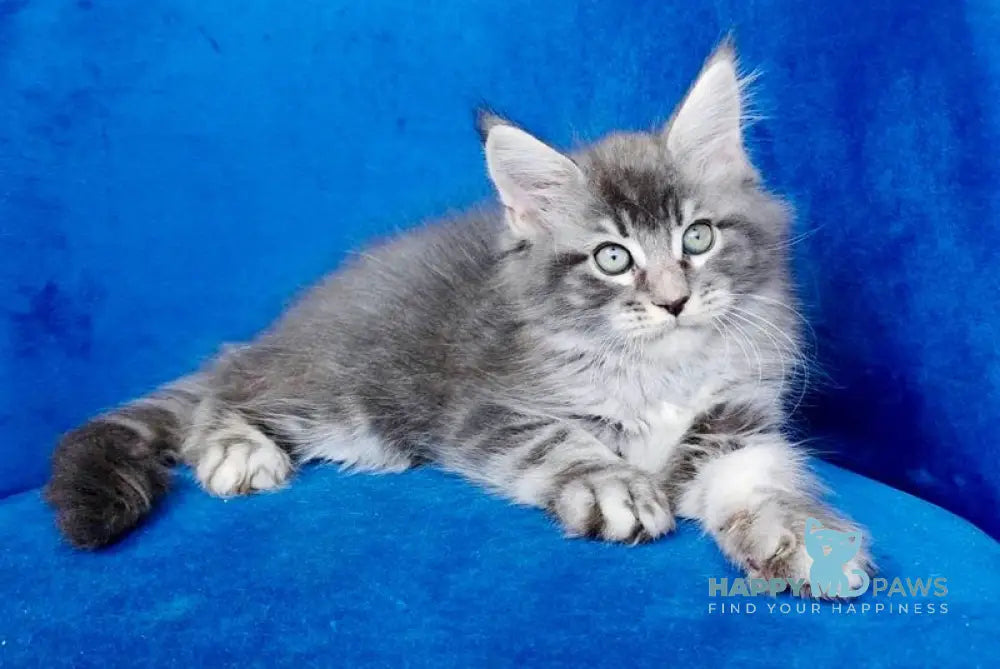 Boris Maine Coon male blue tabby live animals