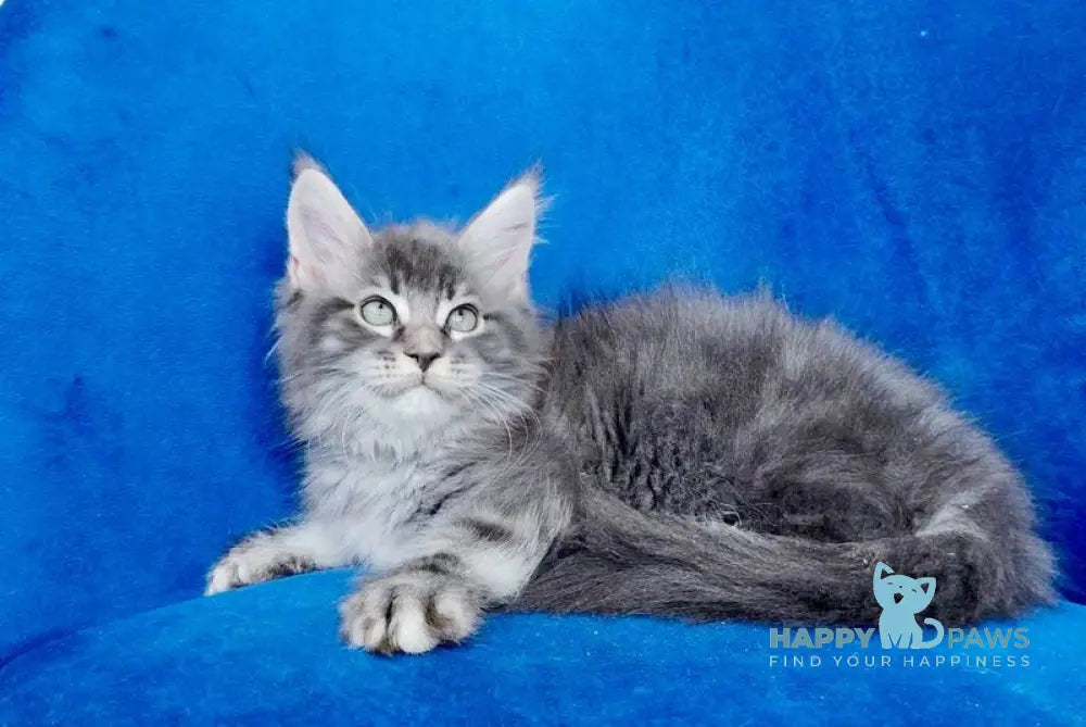 Boris Maine Coon male blue tabby live animals