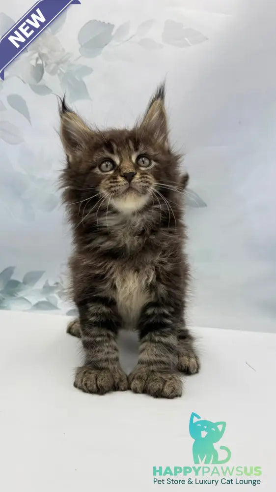 Boris Maine Coon polydactyl male black tabby - live animals