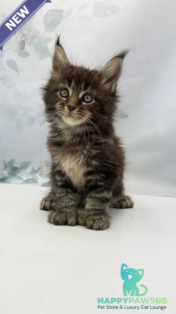Boris Maine Coon polydactyl male black tabby - live animals