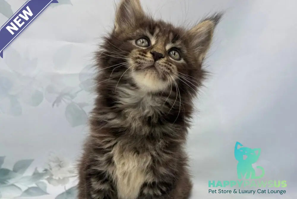Boris Maine Coon polydactyl male black tabby - live animals