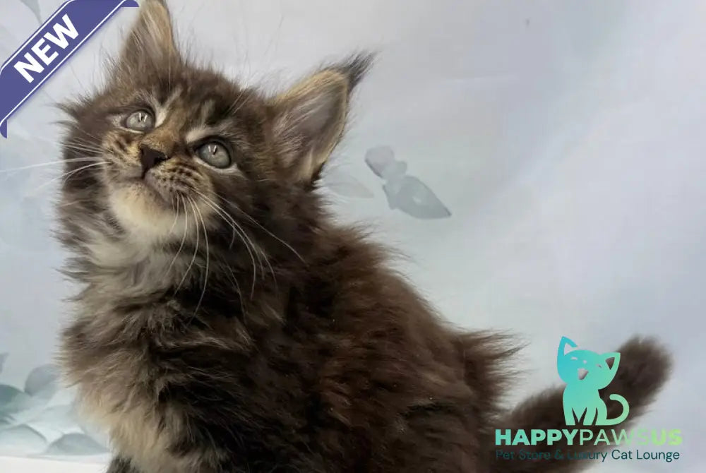 Boris Maine Coon polydactyl male black tabby - live animals
