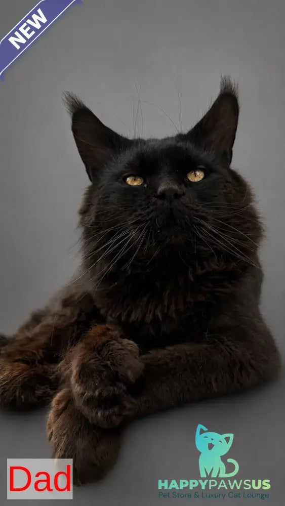 Boris Maine Coon polydactyl male black tabby - live animals