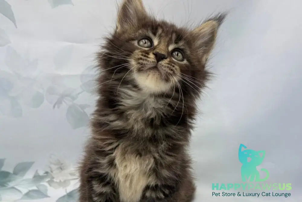 Boris Maine Coon polydactyl male black tabby - live animals