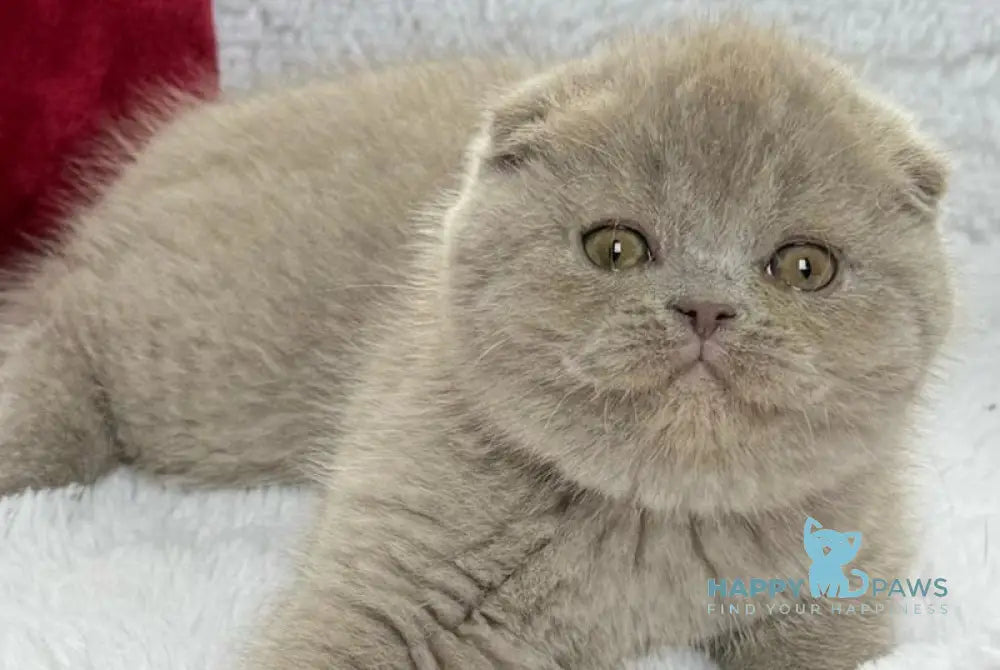 Boris Scottish Fold male lilac live animals