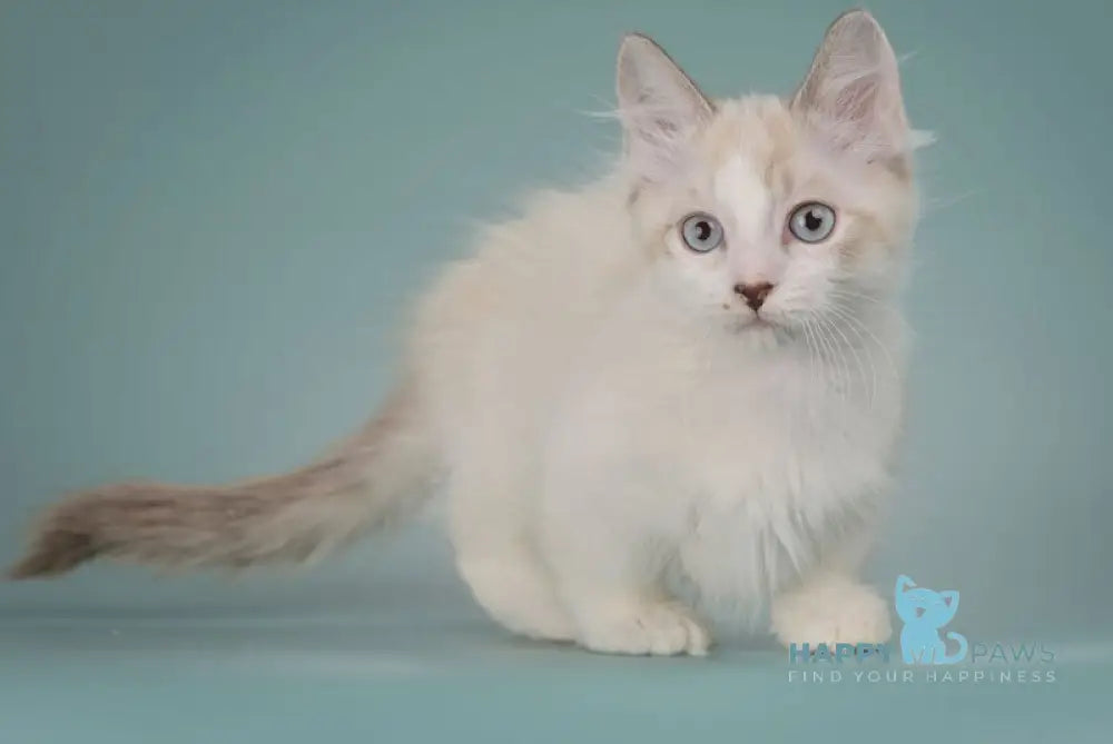 Borisfen Munchkin male black pointed with white live animals