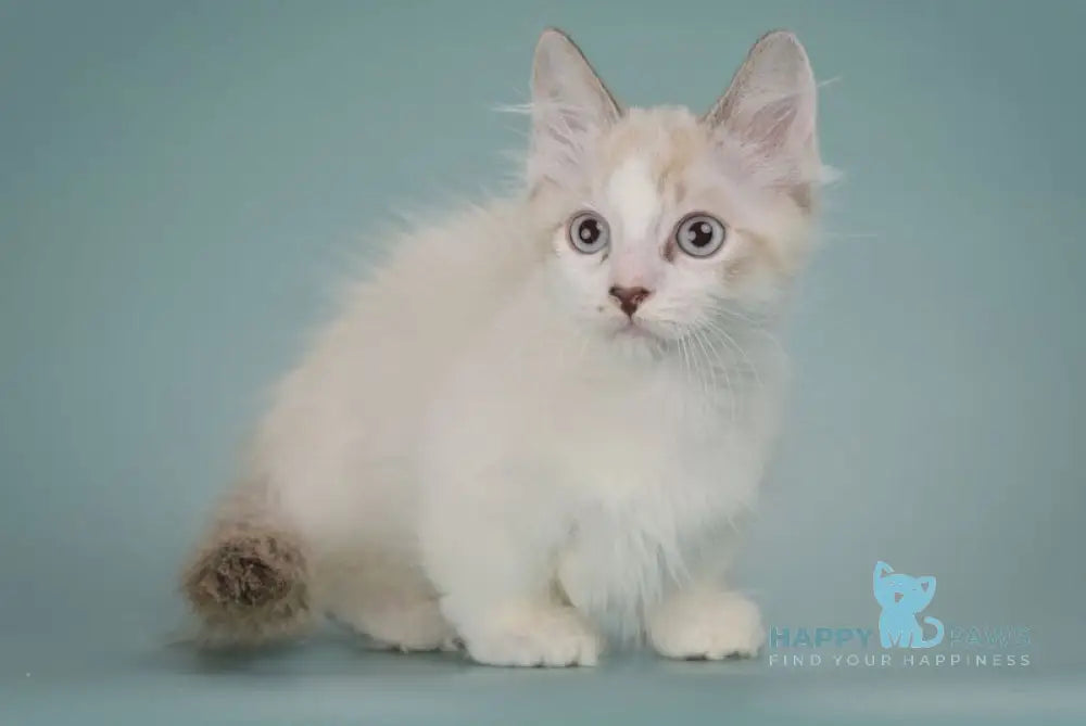 Borisfen Munchkin male black pointed with white live animals