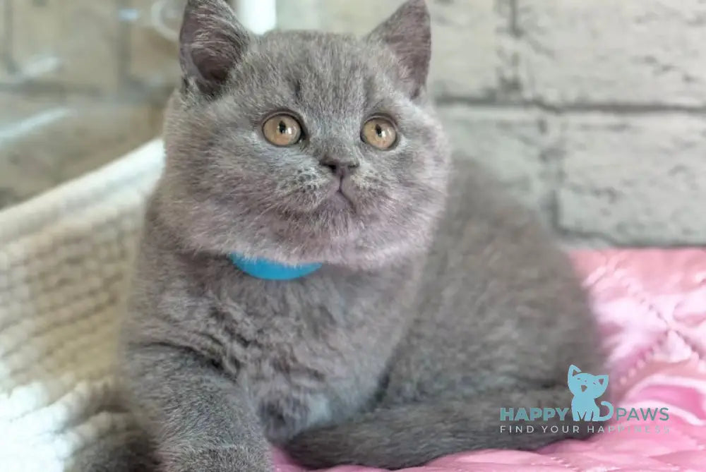 Bosco British Shorthair male blue live animals