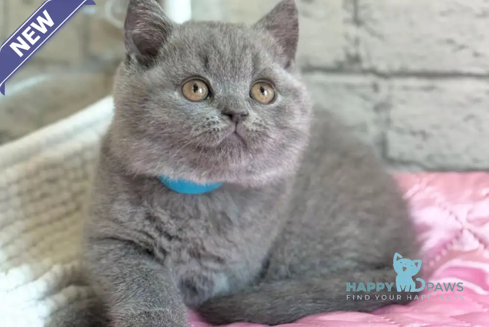 Bosco British Shorthair male blue live animals