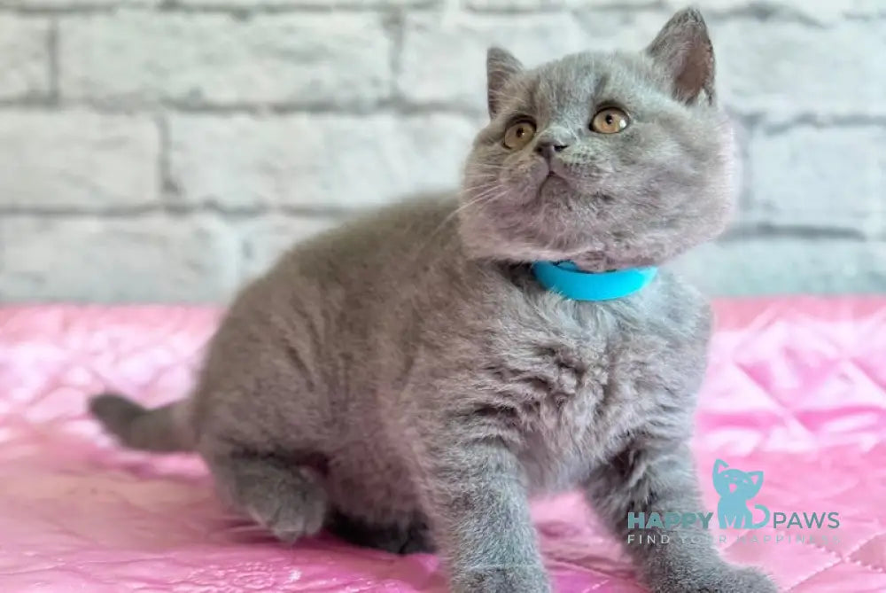 Bosco British Shorthair male blue live animals