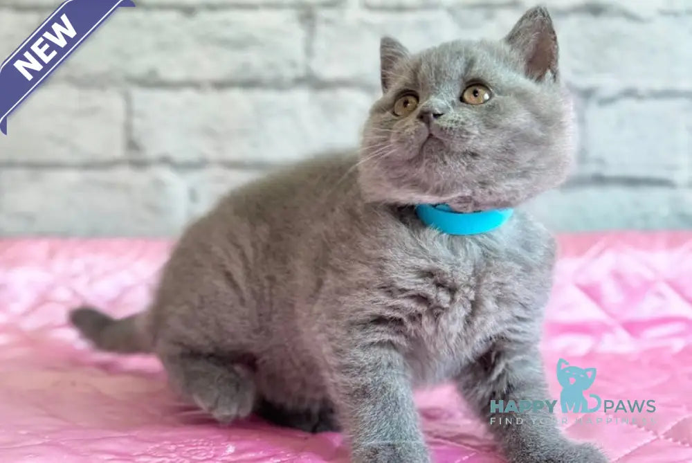 Bosco British Shorthair male blue live animals