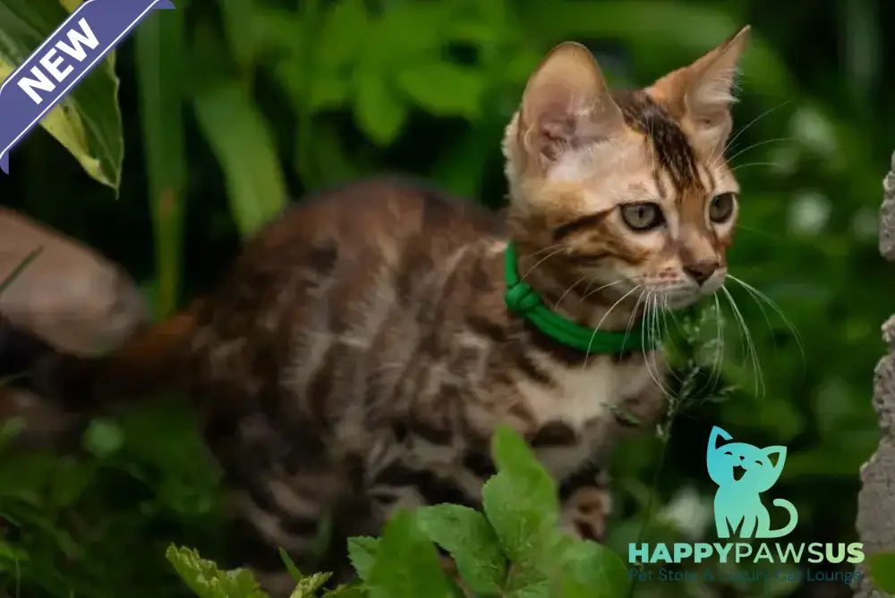 Boss Bengal male black spotted tabby - live animals