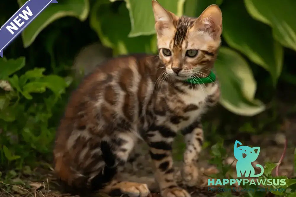 Boss Bengal male black spotted tabby - live animals