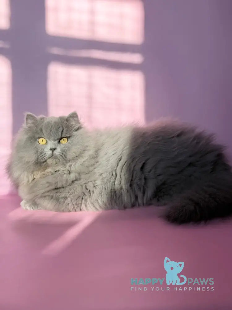 Boss Munchkin male blue - live animals