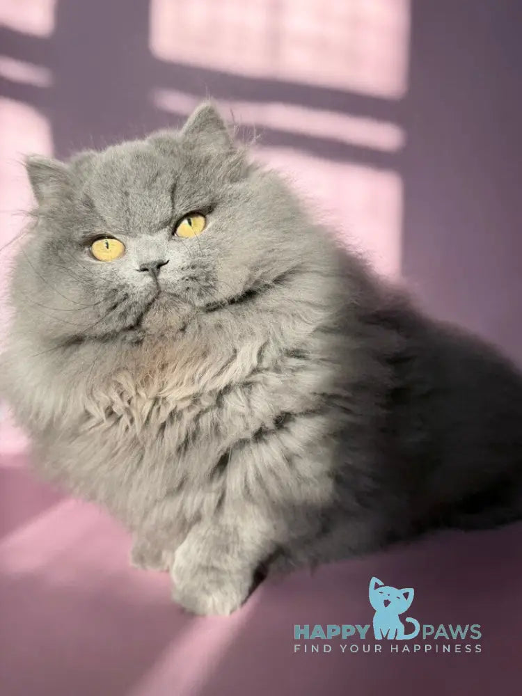 Boss Munchkin male blue - live animals