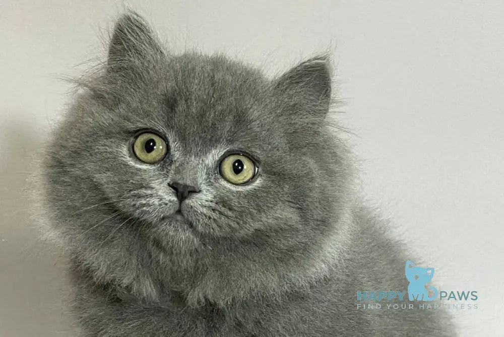 Boss Munchkin male blue live animals