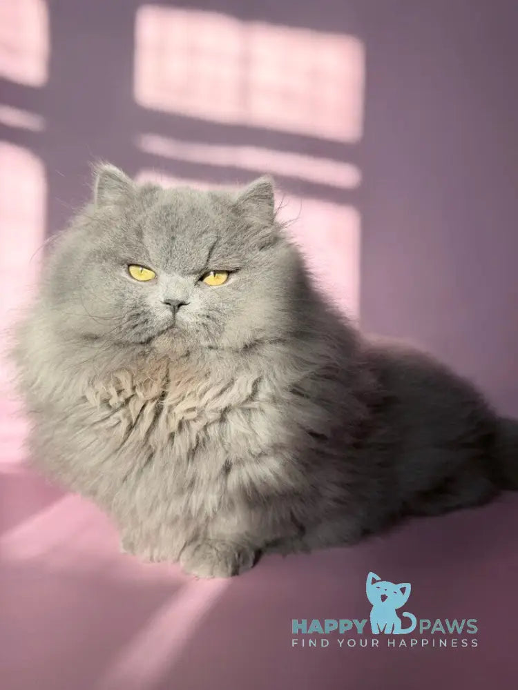 Boss Munchkin male blue - live animals