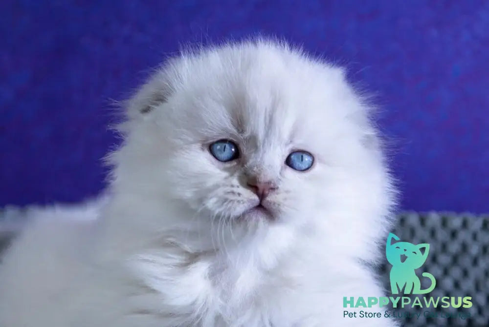 Boss Scottish Fold male blue tabby pointed live animals
