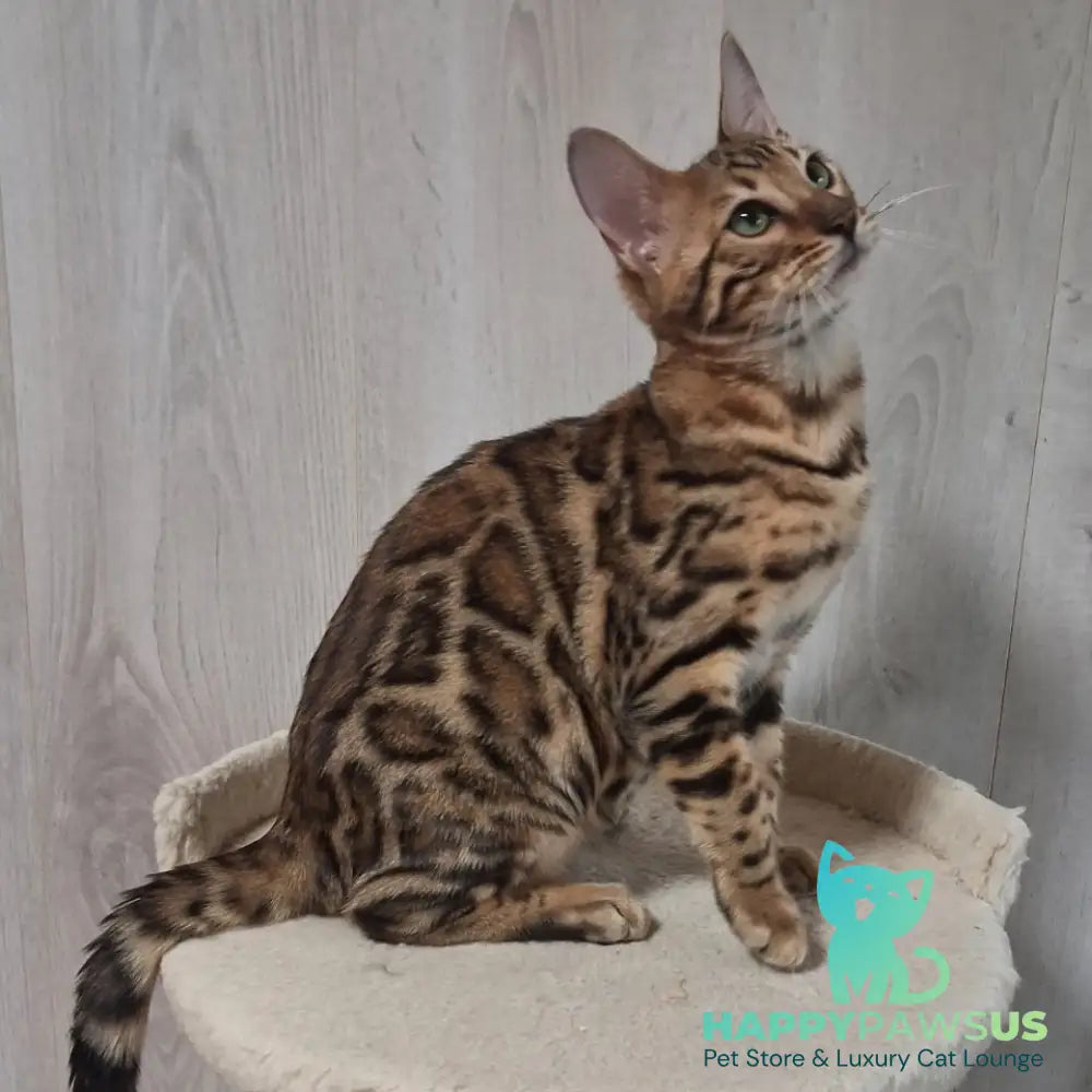 Boston Bengal male black spotted tabby - live animals