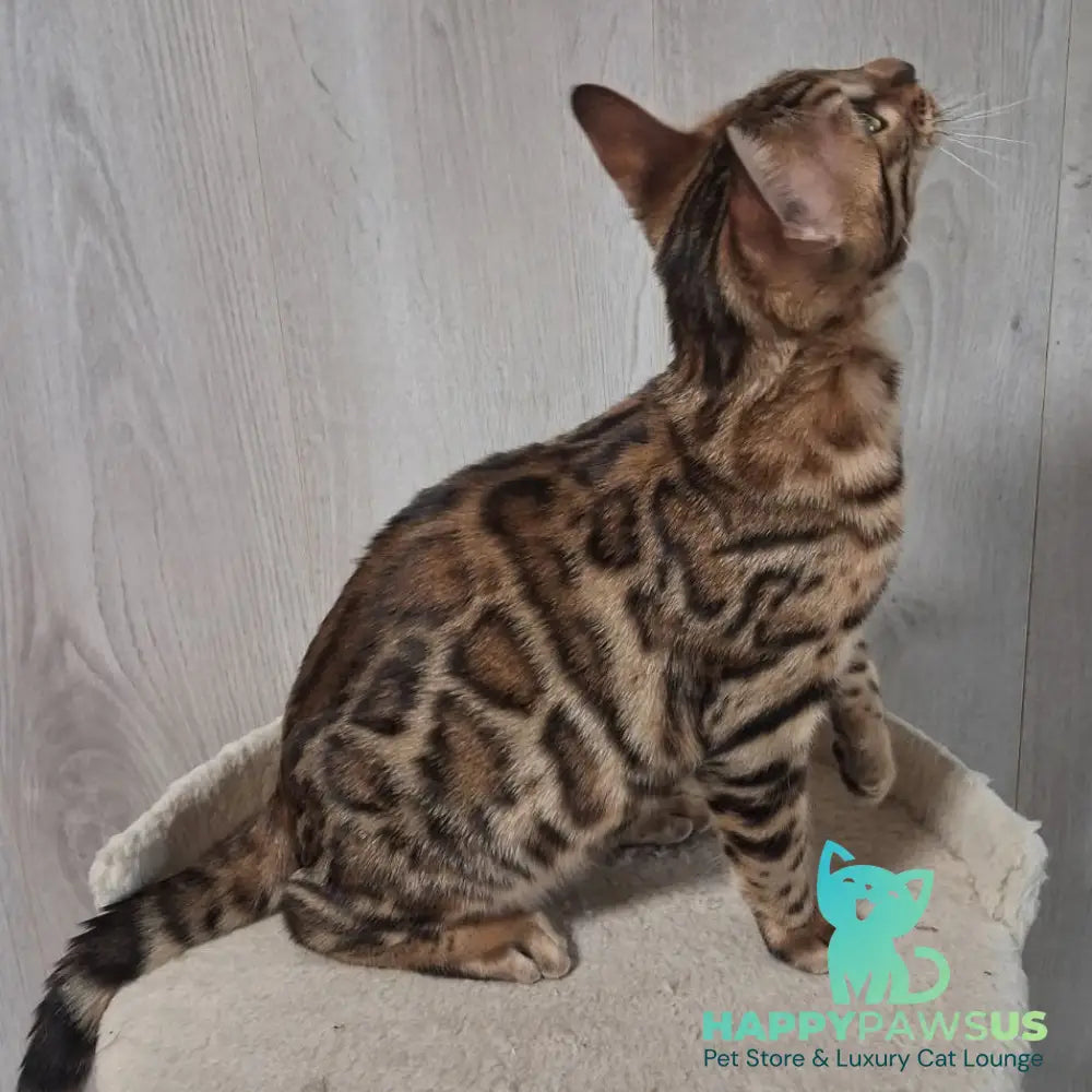 Boston Bengal male black spotted tabby - live animals