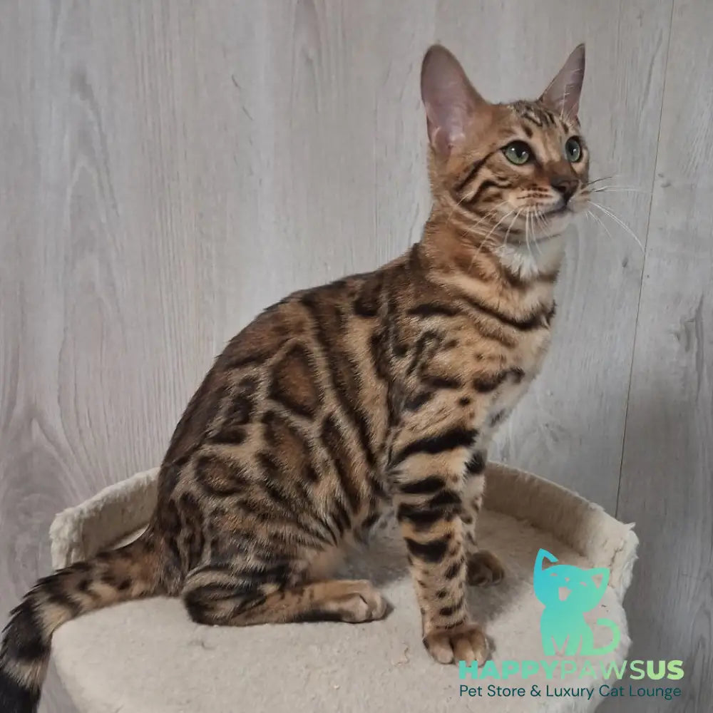 Boston Bengal male black spotted tabby - live animals