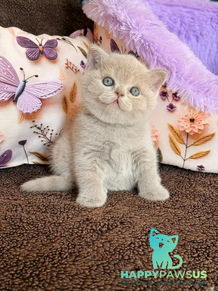 Boston British Shorthair male lilac - live animals